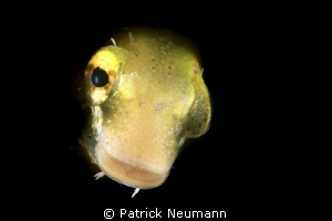 blenny taken with a snoot by Patrick Neumann 